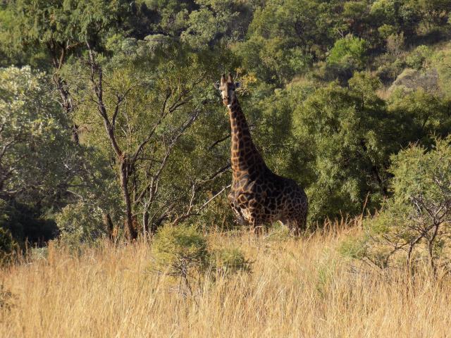 Land for sale in Swartruggens