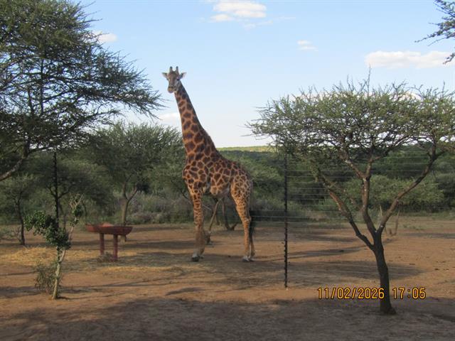 Game Farm for sale in Swartruggens