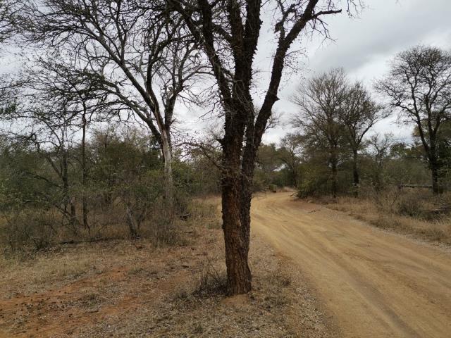 Land for sale in Moditlo Wildlife Estate