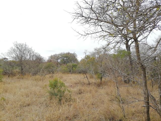 Land for sale in Moditlo Wildlife Estate