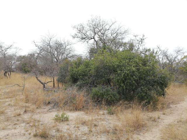 Land for sale in Moditlo Wildlife Estate