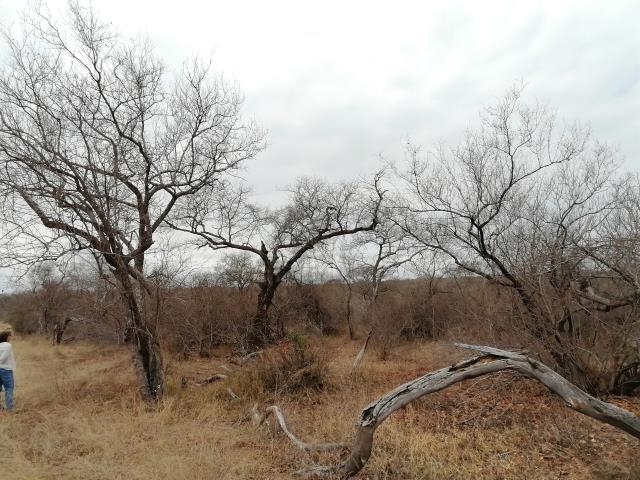 Land for sale in Moditlo Wildlife Estate