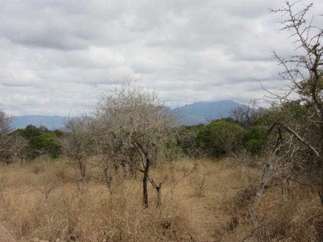 Land for sale in Moditlo Wildlife Estate