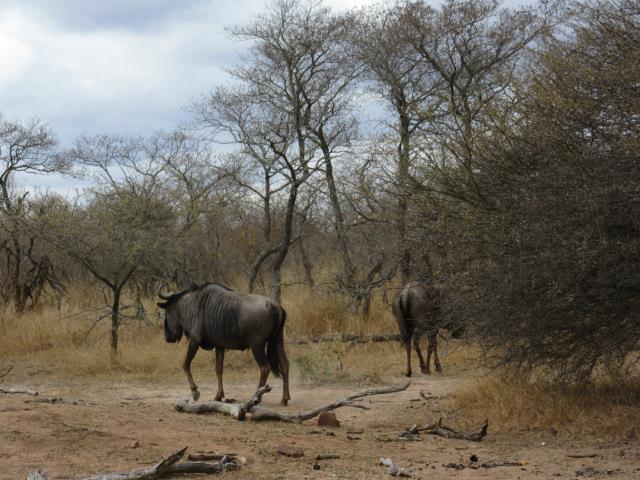 Land for sale in Moditlo Wildlife Estate