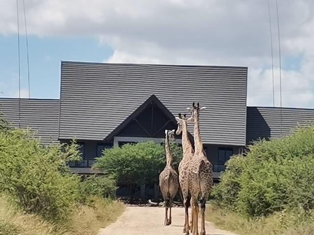 Land for sale in Moditlo Wildlife Estate