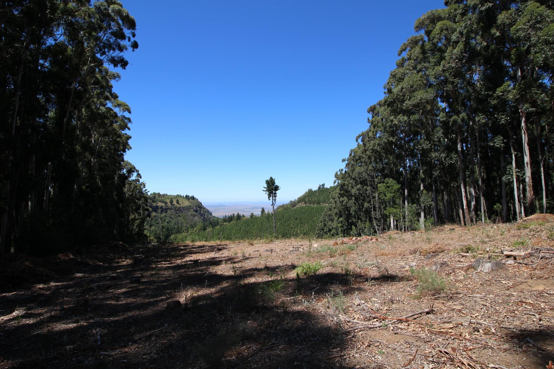 Property and houses for sale in Hogsback, Eastern Cape RE/MAX